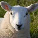 sheep0374