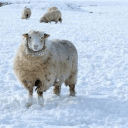 sheep land